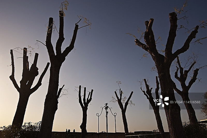 树木剪影图案图片素材