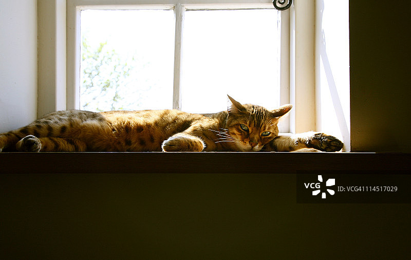 窗台上的困倦猫图片素材