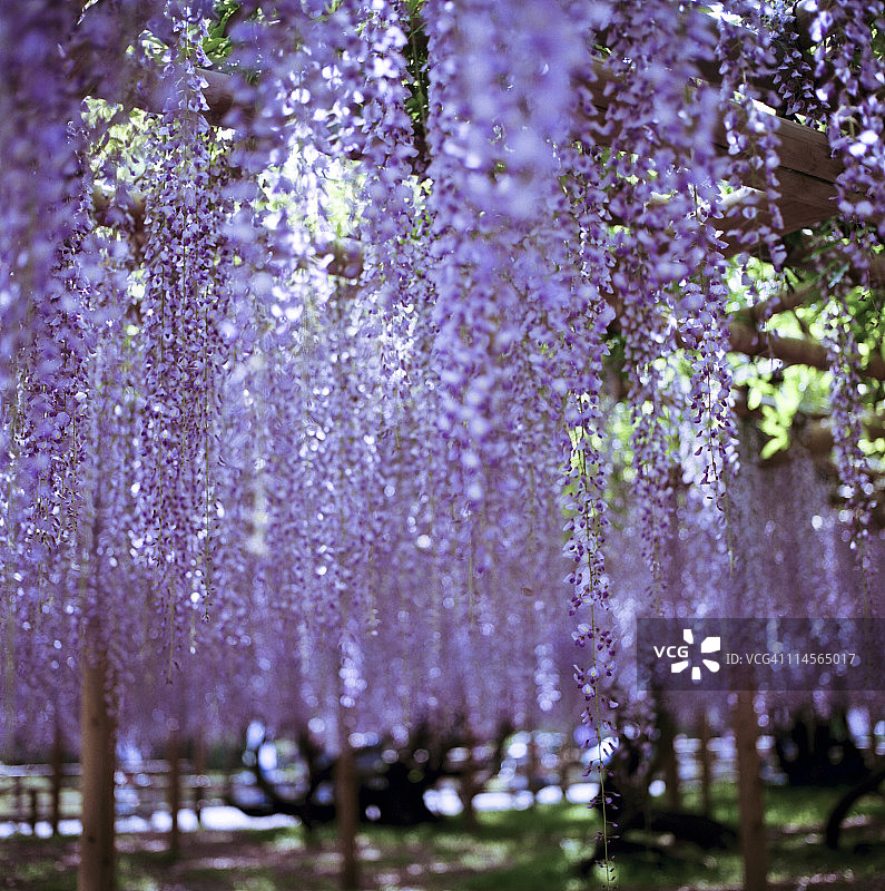 平等院的紫藤花图片素材