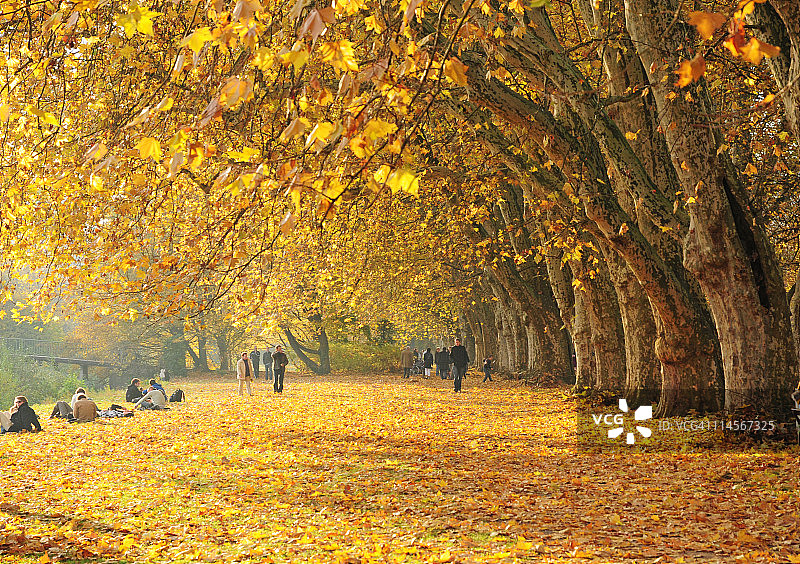 秋日大道图片素材