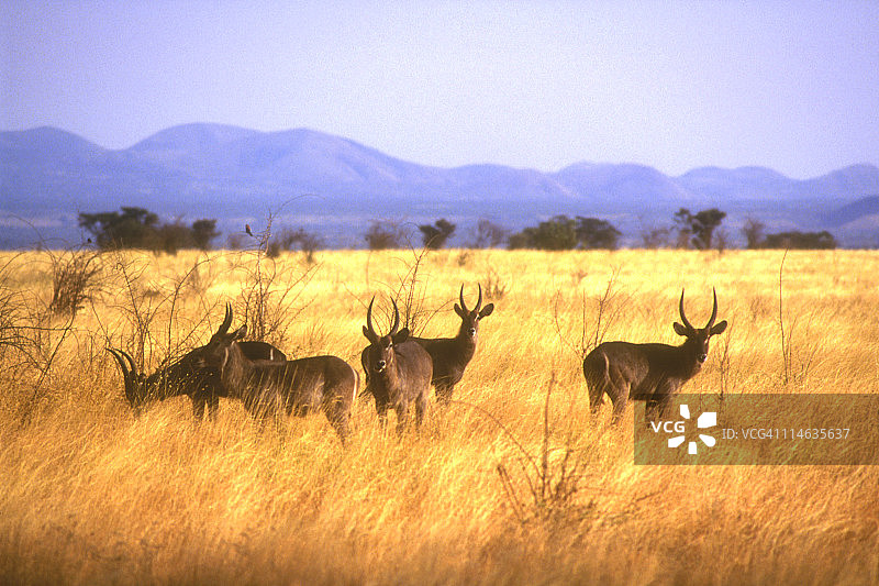 非洲水羚图片素材