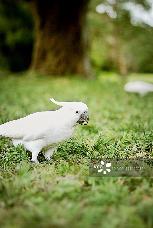 葵花凤头鹦鹉图片素材