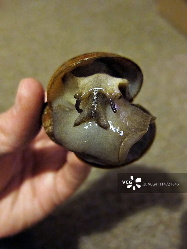 西里尔蜗牛图片素材