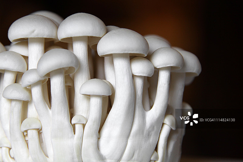 小白蘑菇群图片素材