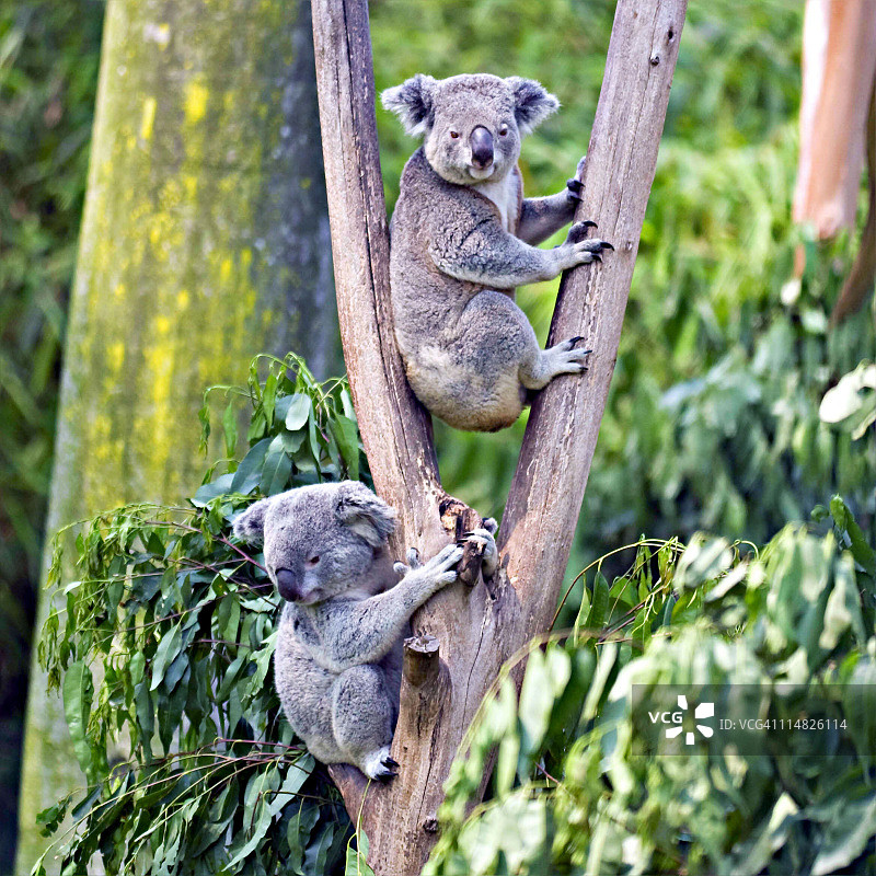 广州动物园的考拉图片素材
