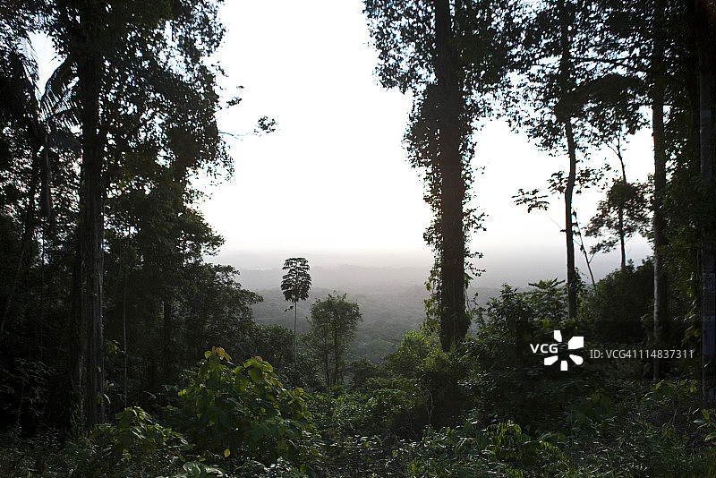 南美洲亚马逊雨林风光图片素材