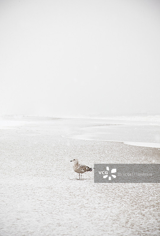 美国纽约州洛克威海滩：冬季海滩上的海鸥图片素材