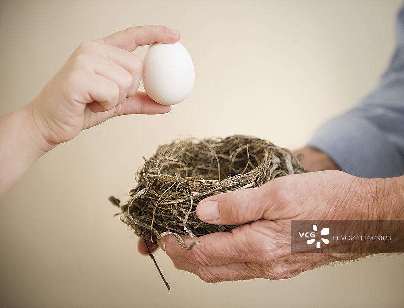 美国新泽西州泽西市，祖孙（8-9岁）手捧鸟巢和鸟蛋特写图片素材