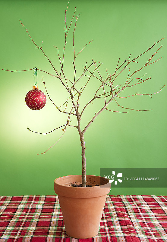 美国新泽西泽西市：盆栽植物和圣诞球特写图片素材