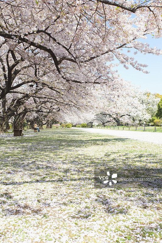 公园里的樱花树图片素材