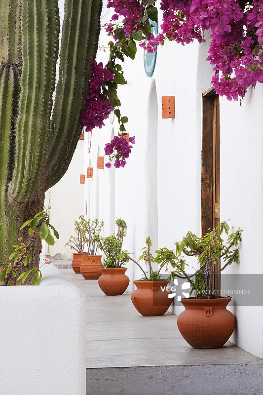 走道旁的盆栽图片素材