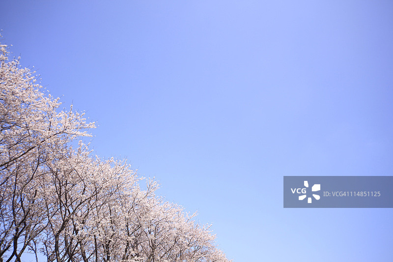 樱花与天空（日本本州岛神奈川县）图片素材
