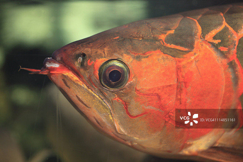 亚洲金龙鱼图片素材