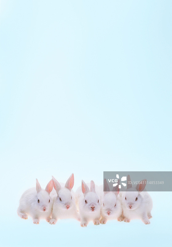 五只兔子图片素材