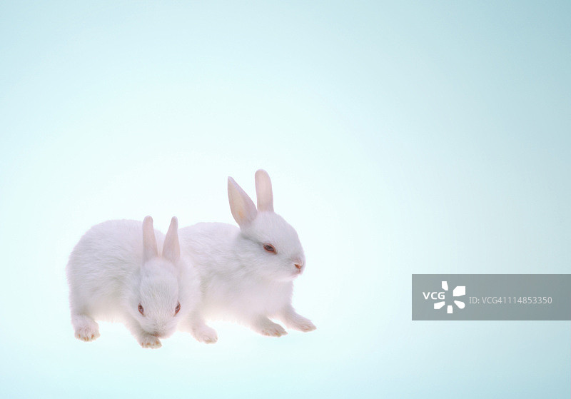 两只兔子图片素材