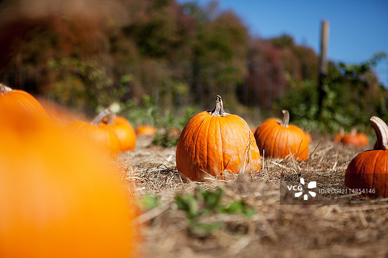 田野中的南瓜图片素材
