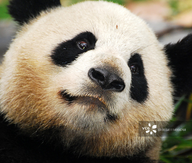 中国大熊猫特写图片素材