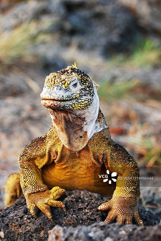 加拉帕戈斯群岛陆地鬣蜥图片素材