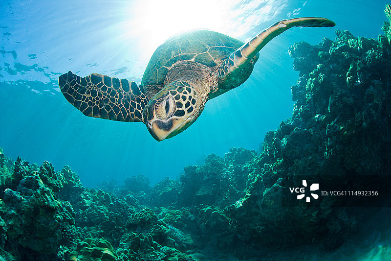 海龟日出图片素材