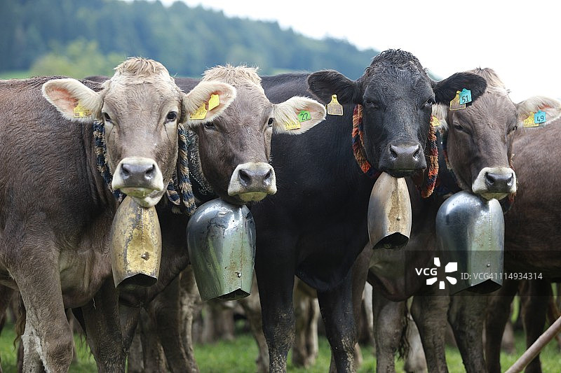 巴伐利亚奶牛图片素材