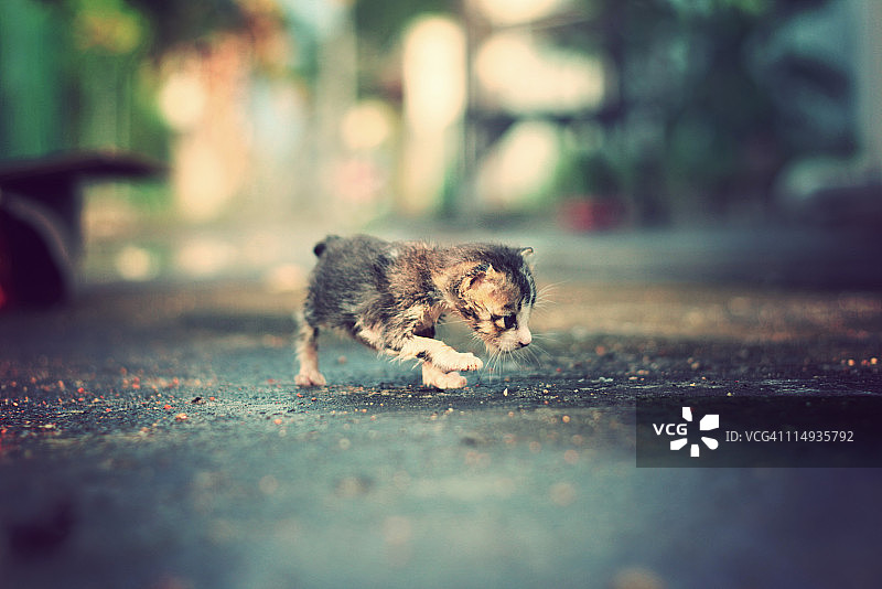 小猫的最初步伐图片素材