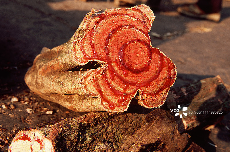 鸡血藤药用木材图片素材