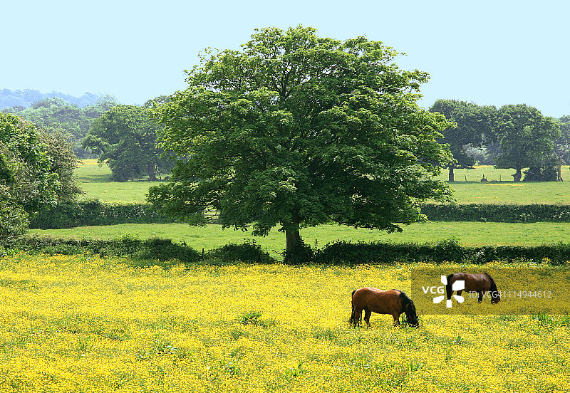 马匹在毛茛花田中吃草图片素材