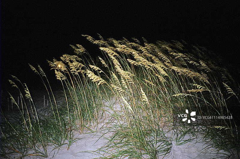 翡翠岛沙丘与海草图片素材