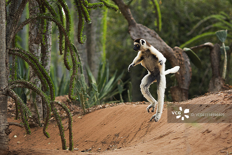 维氏冕狐猴在空地上跳跃图片素材