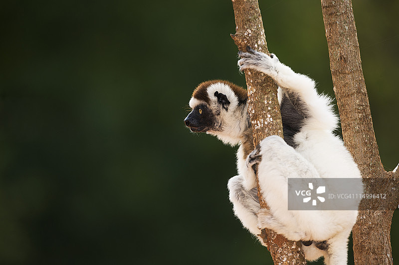 攀附在树上的韦氏冕狐猴图片素材