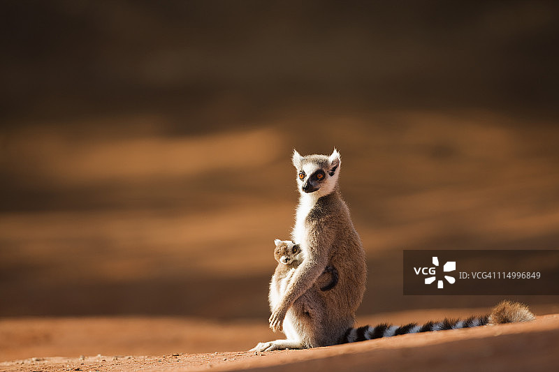 带着哺乳幼崽的环尾狐猴妈妈图片素材