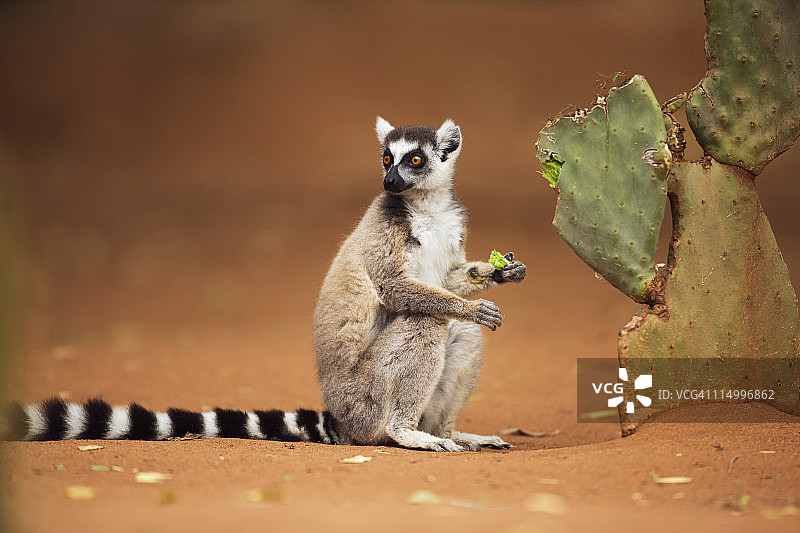 环尾狐猴以仙人掌为食图片素材