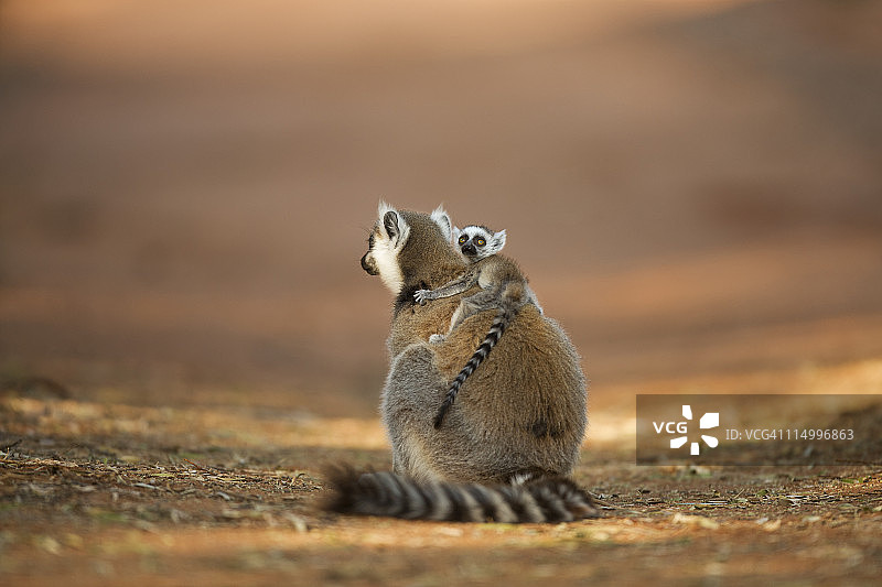 带仔的环尾狐猴雌性图片素材