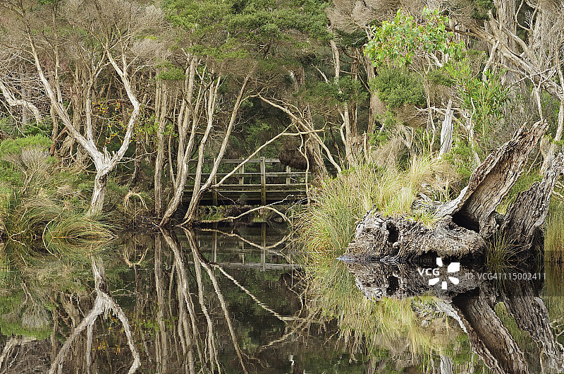 原生丛林倒影图片素材