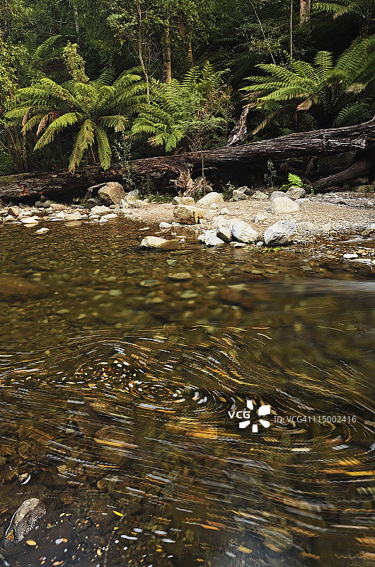 利菲河中漩涡的叶子图片素材