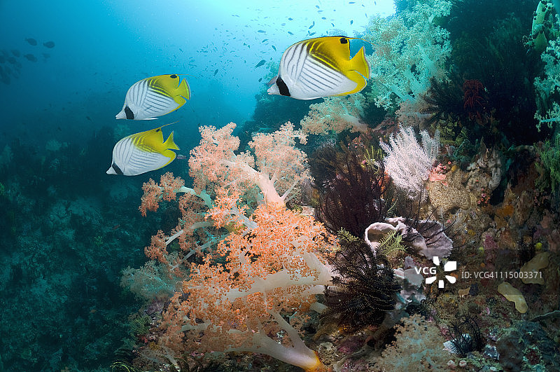 珊瑚礁上的热带珊瑚鱼图片素材