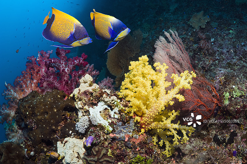 热带珊瑚鱼图片素材