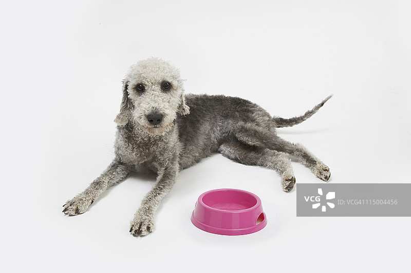 贝灵顿梗犬和粉色食物碗图片素材