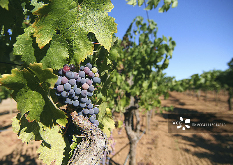 葡萄藤上的葡萄图片素材