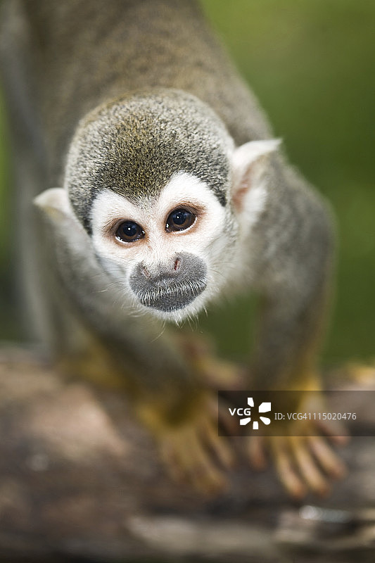 松鼠猴图片素材