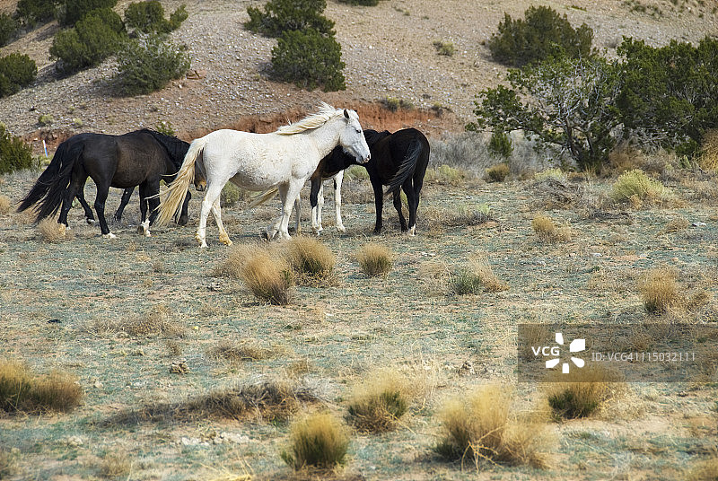 新墨西哥州的野马图片素材