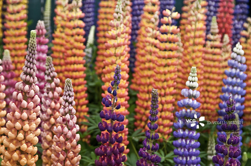 羽扇豆图片素材