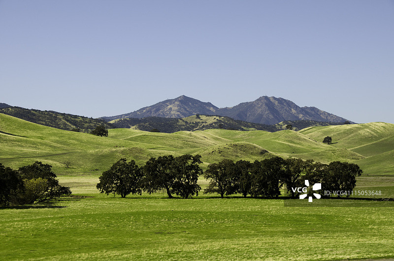 田野里的橡树与远处的山峰图片素材