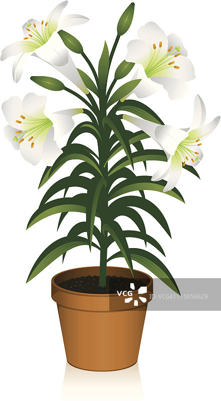 复活节百合图片素材