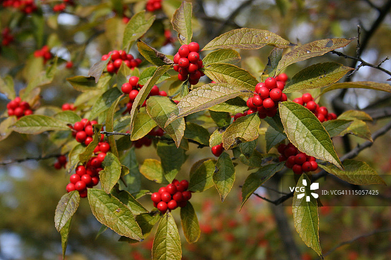 美洲冬青图片素材