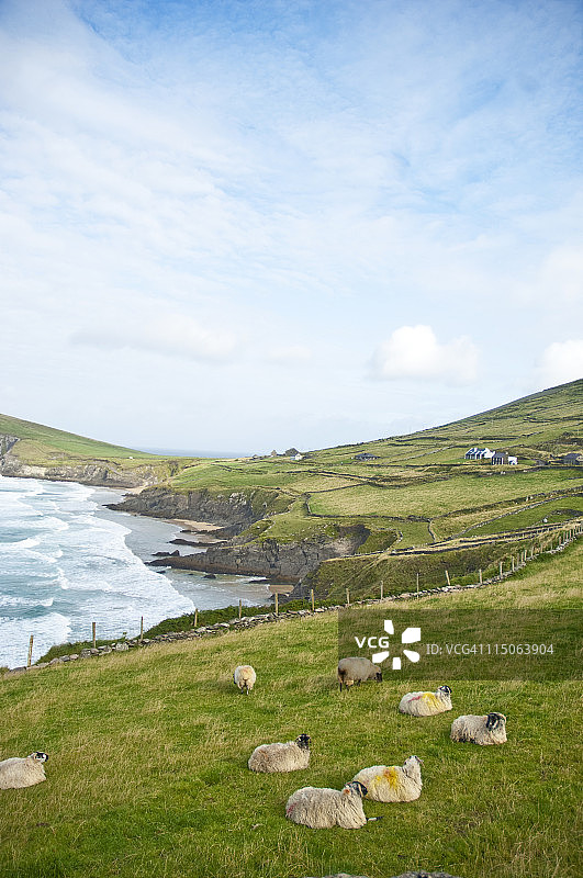 爱尔兰的羊群图片素材