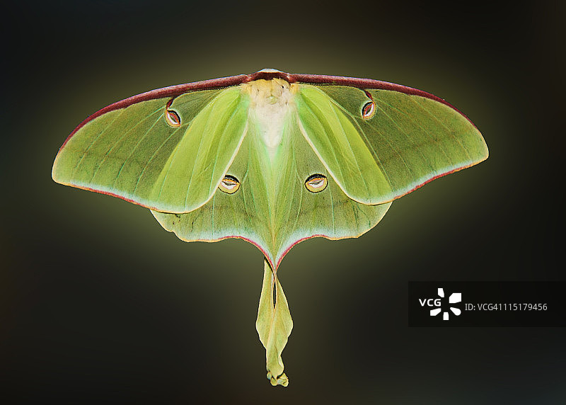 月神蛾翅膀图片素材