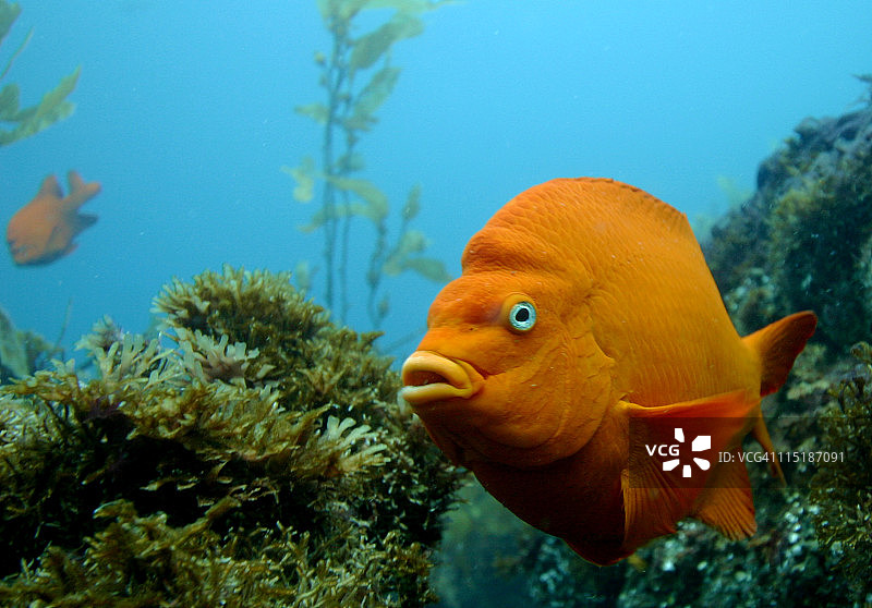 腌姜鱼图片素材