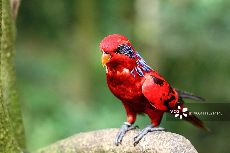 红鹦鹉图片素材