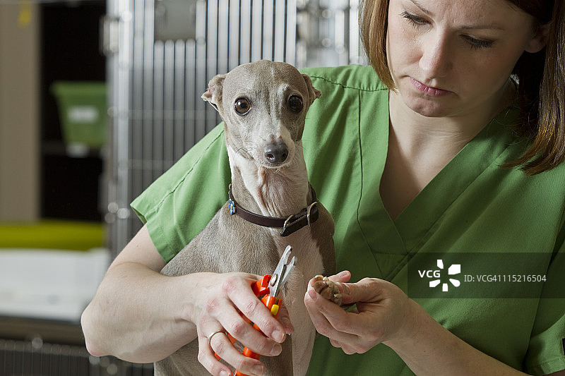 兽医助理工作场景图片素材